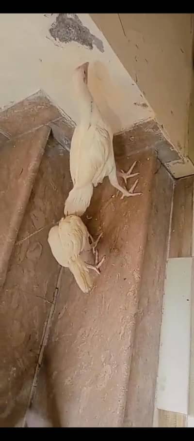 aseel Heera chicks for sale