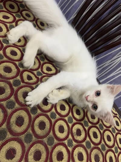 Persian cat