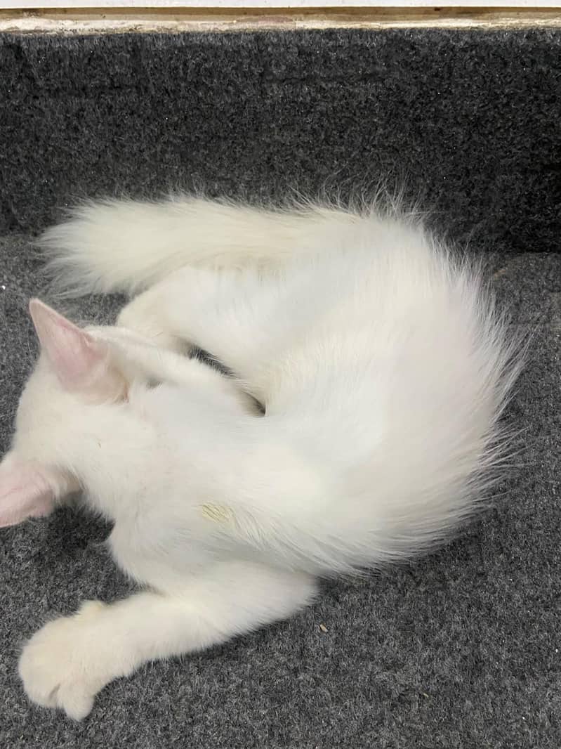 Persian cat 1