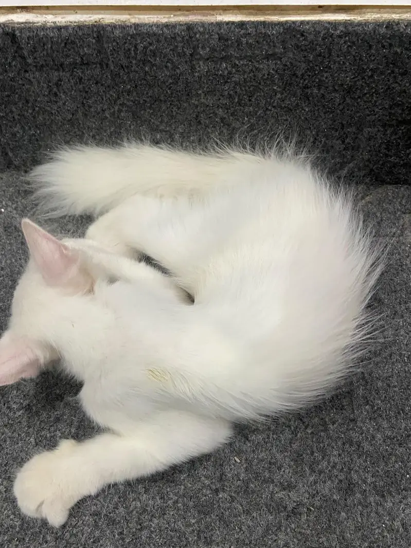 Persian cat — photo 2