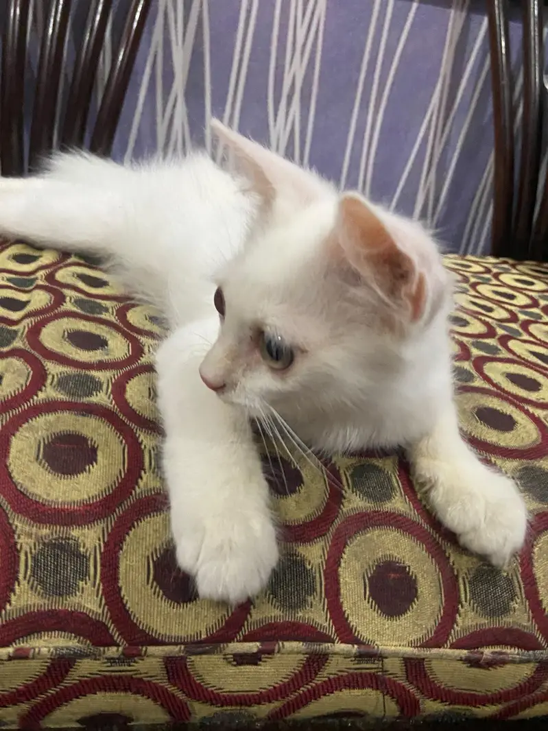 Persian cat — photo 3