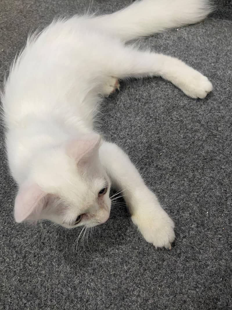 Persian cat 3
