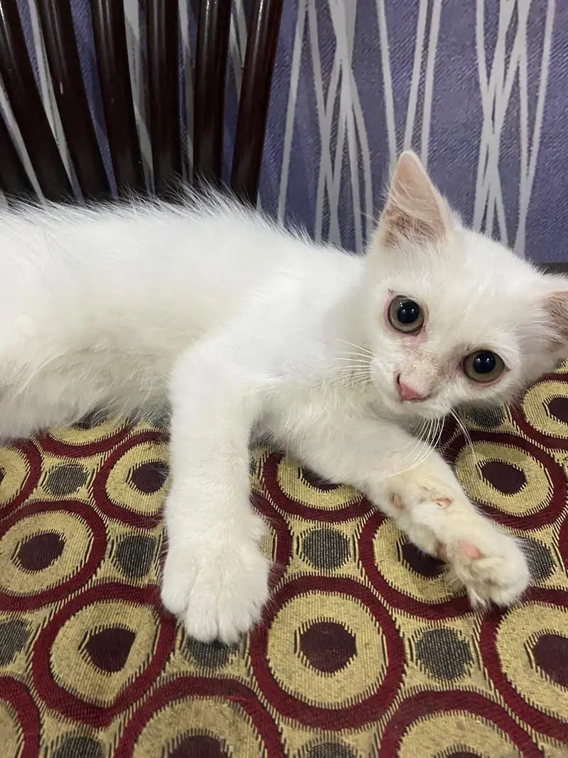 Persian cat — photo 5