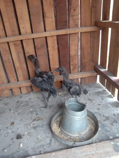 other chicks available hai