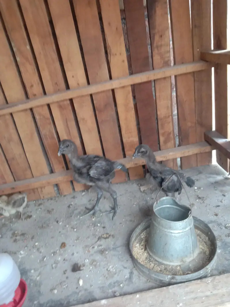 other chicks available hai — photo 2