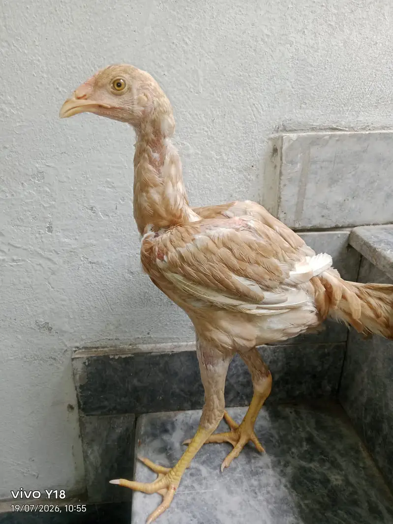 other chicks available hai — photo 3