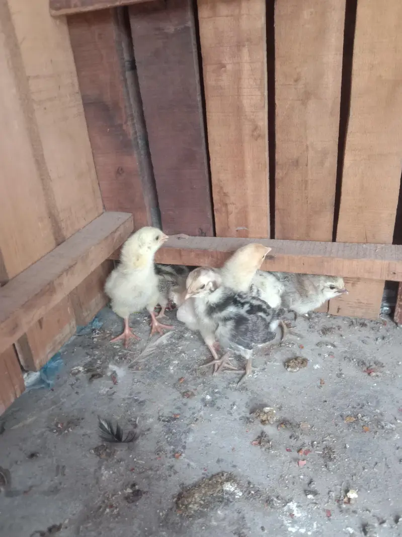 other chicks available hai — photo 4