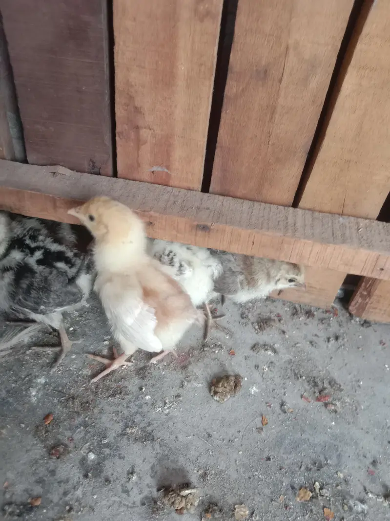 other chicks available hai — photo 5