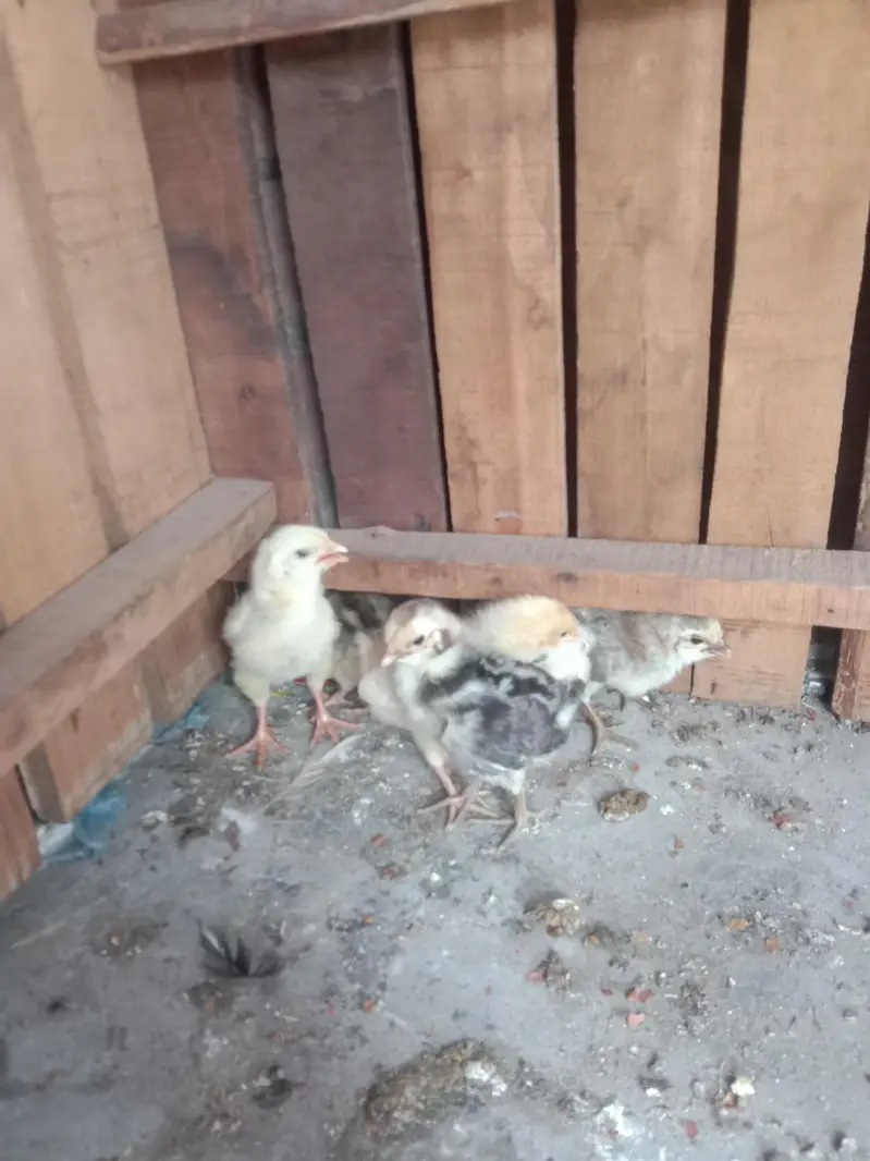 other chicks available hai — photo 6
