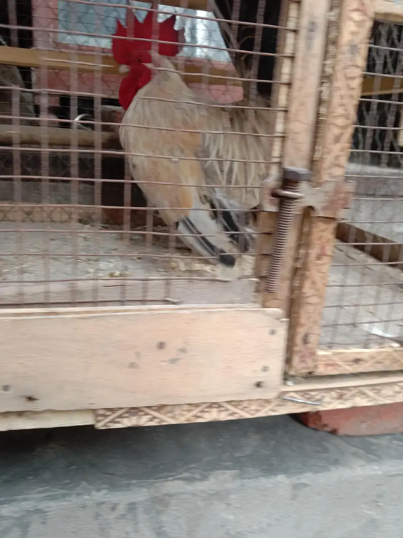other chicks available hai — photo 8