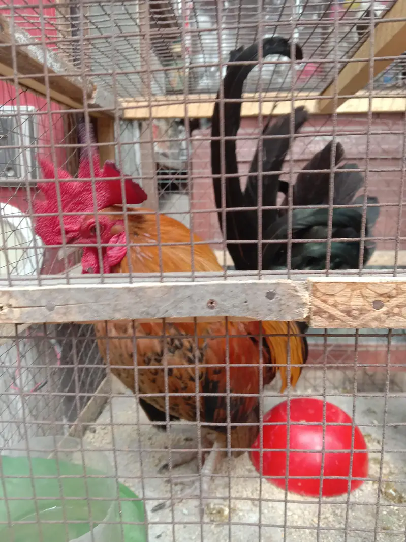 other chicks available hai — photo 9