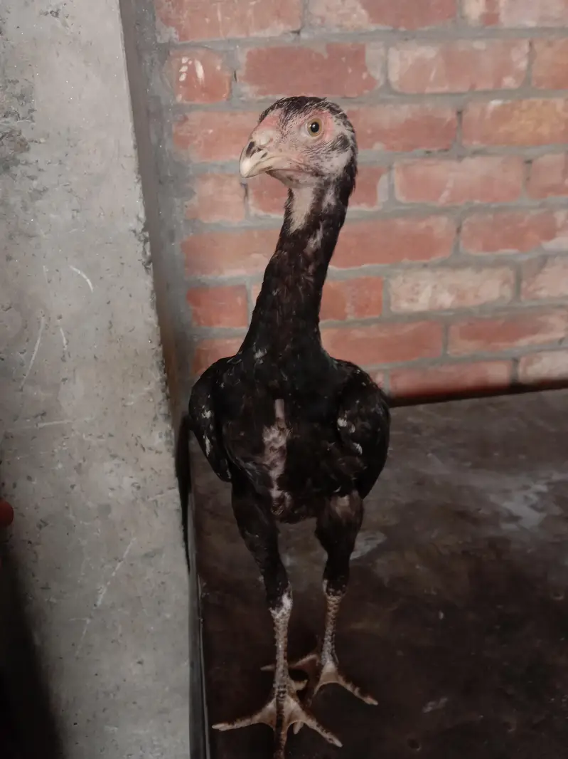 other chicks available hai — photo 10