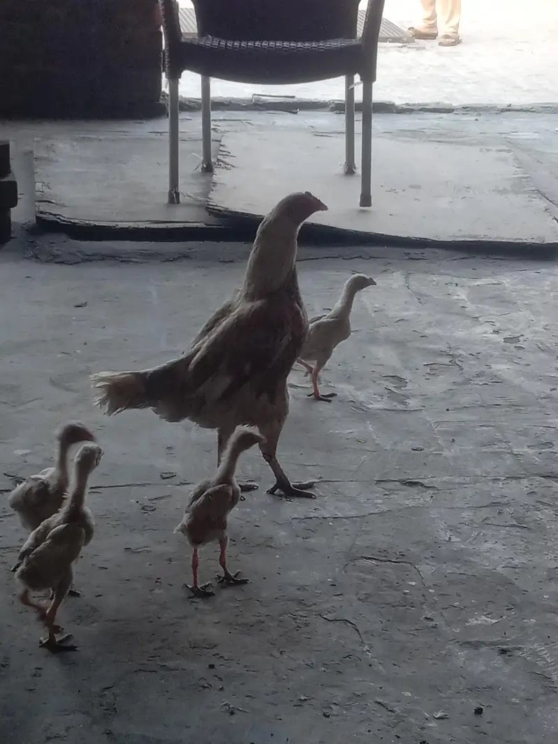other chicks available hai — photo 11