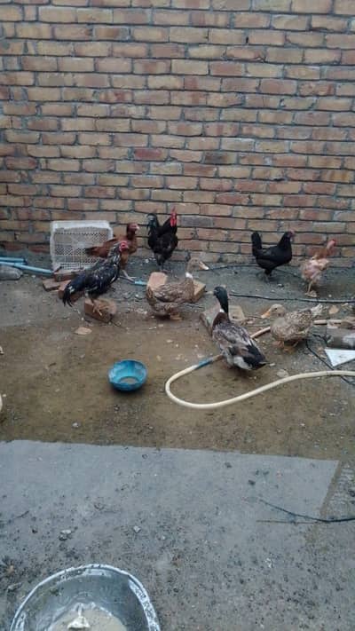 golden misri hen aseel hen male