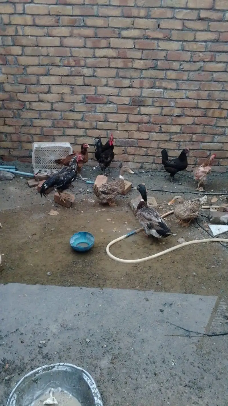 golden misri hen aseel hen male — photo 2