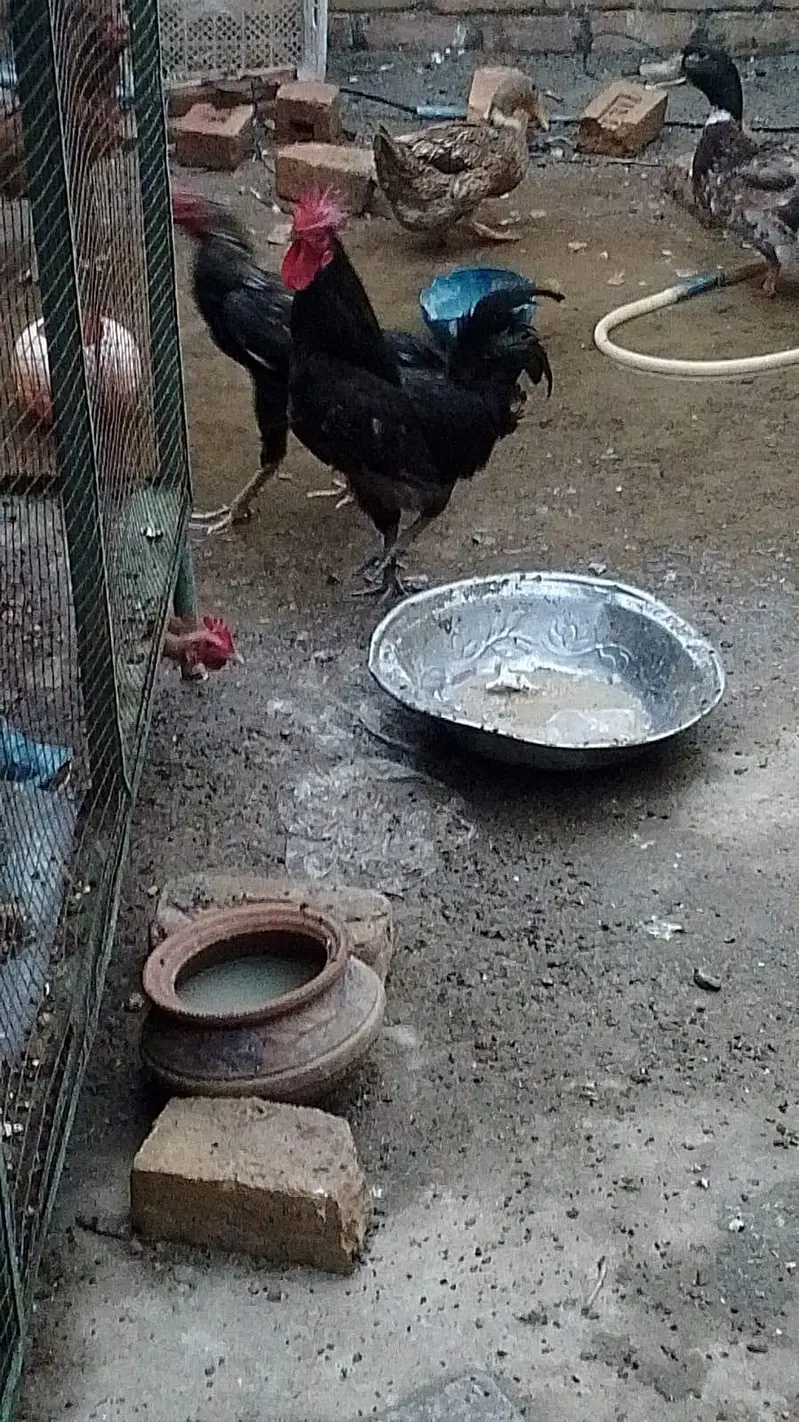 golden misri hen aseel hen male — photo 3