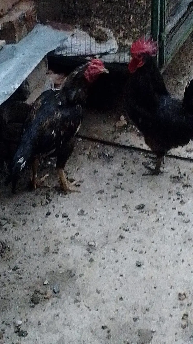 golden misri hen aseel hen male — photo 4