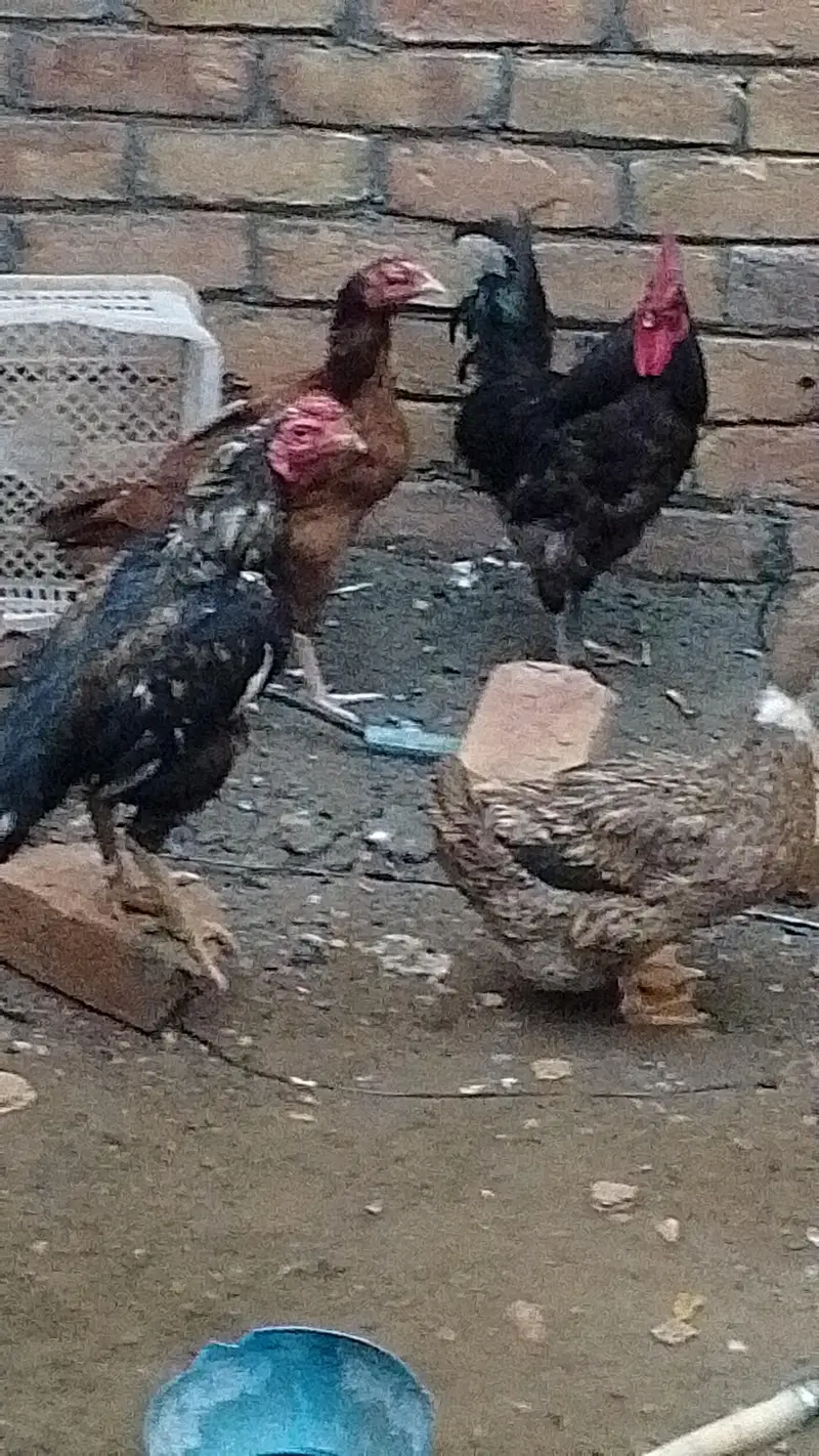 golden misri hen aseel hen male — photo 6