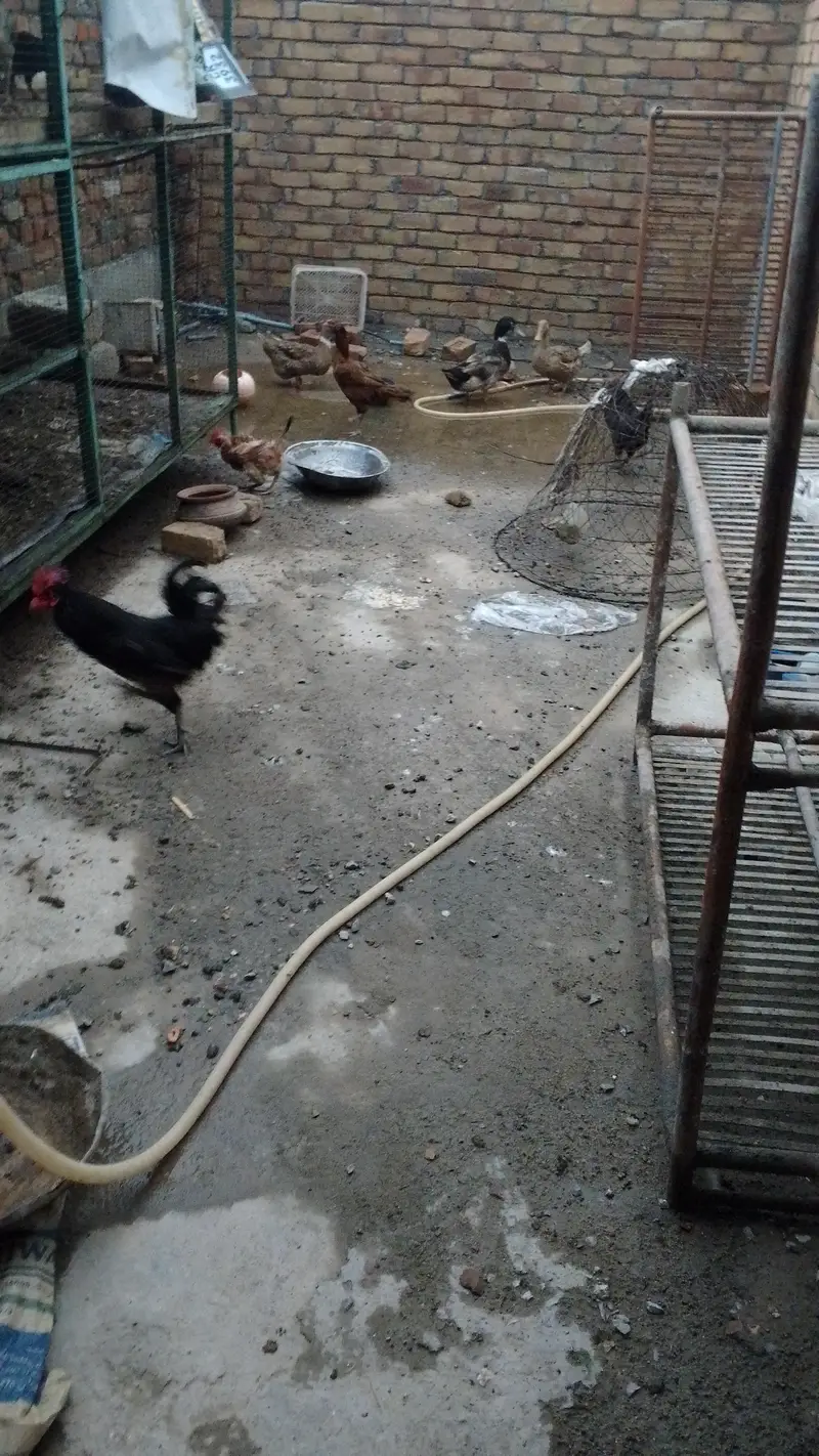 golden misri hen aseel hen male — photo 10
