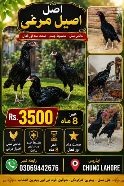 Aseel murghi. Aseel hens