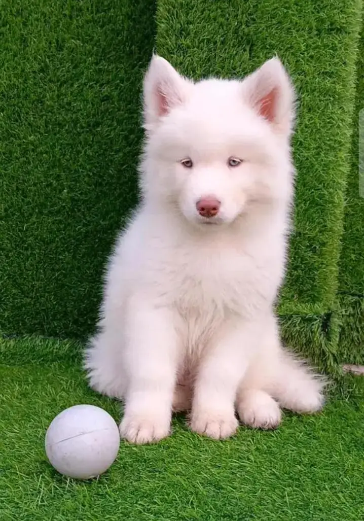 Siberian husky puppy my WhatsApp number 03287234711 — photo 3