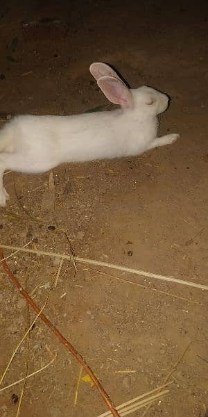 rabbit خرگوش