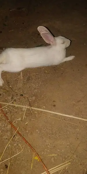 rabbit خرگوش