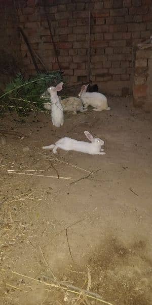 rabbit خرگوش 1