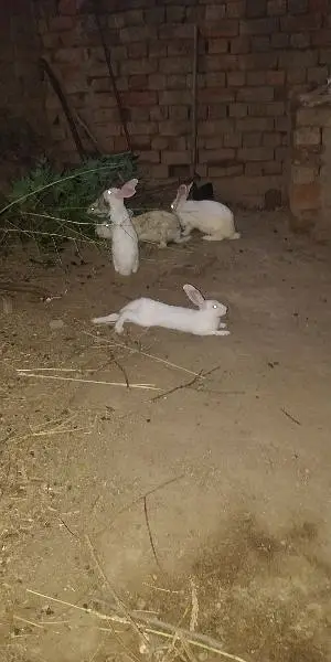 rabbit خرگوش — photo 2