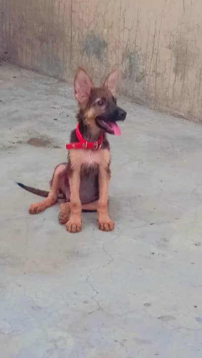 German shepherd urgent Sale