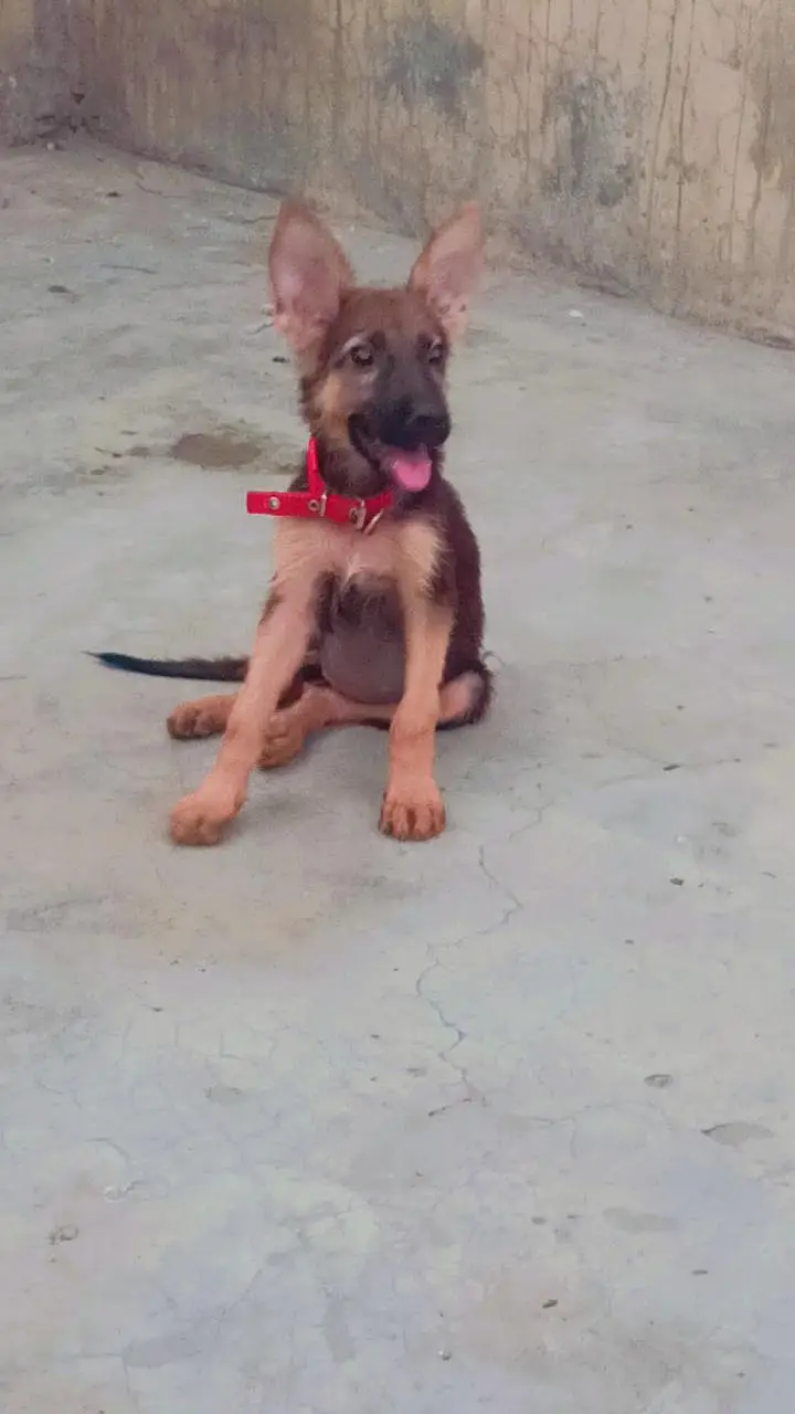 German shepherd urgent Sale — photo 2