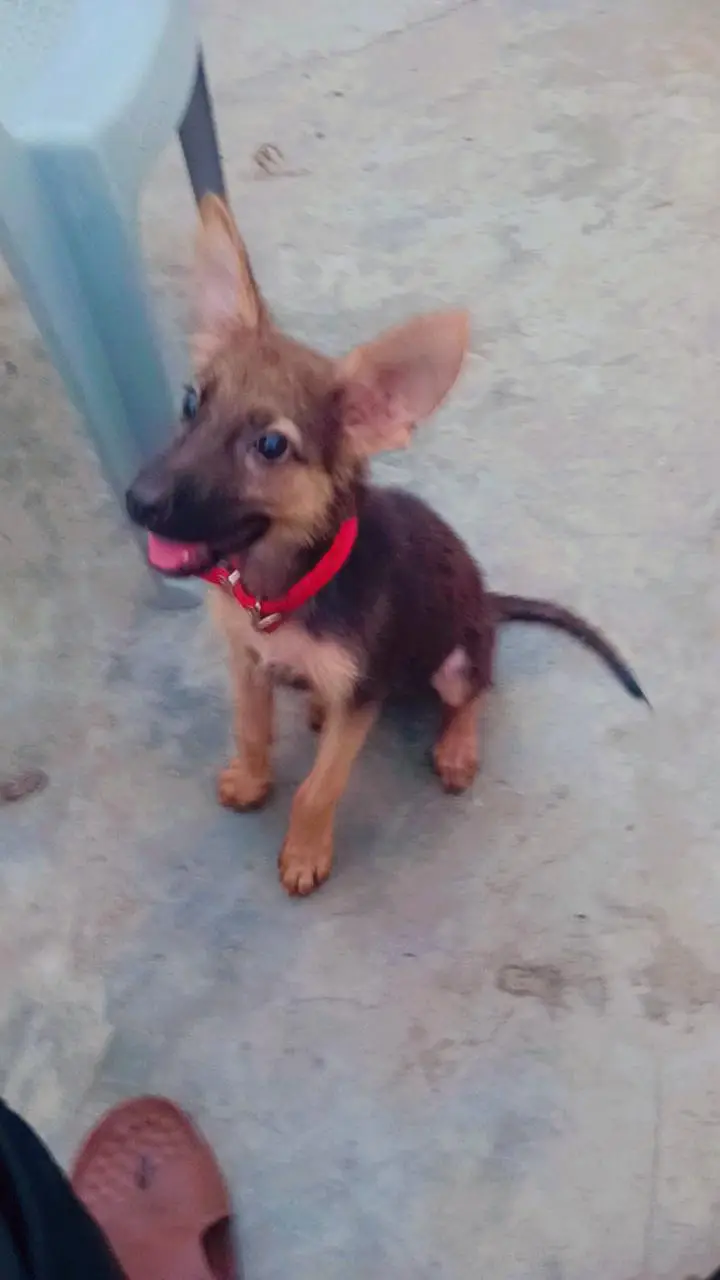 German shepherd urgent Sale — photo 3