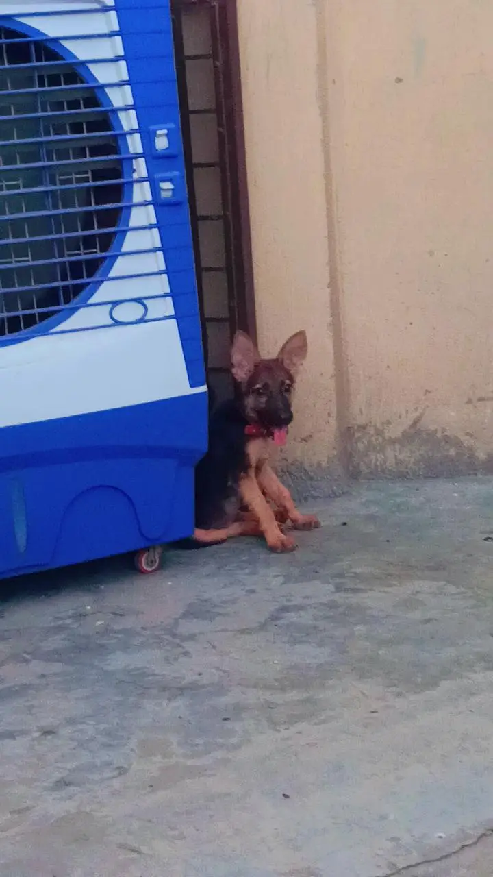 German shepherd urgent Sale — photo 4