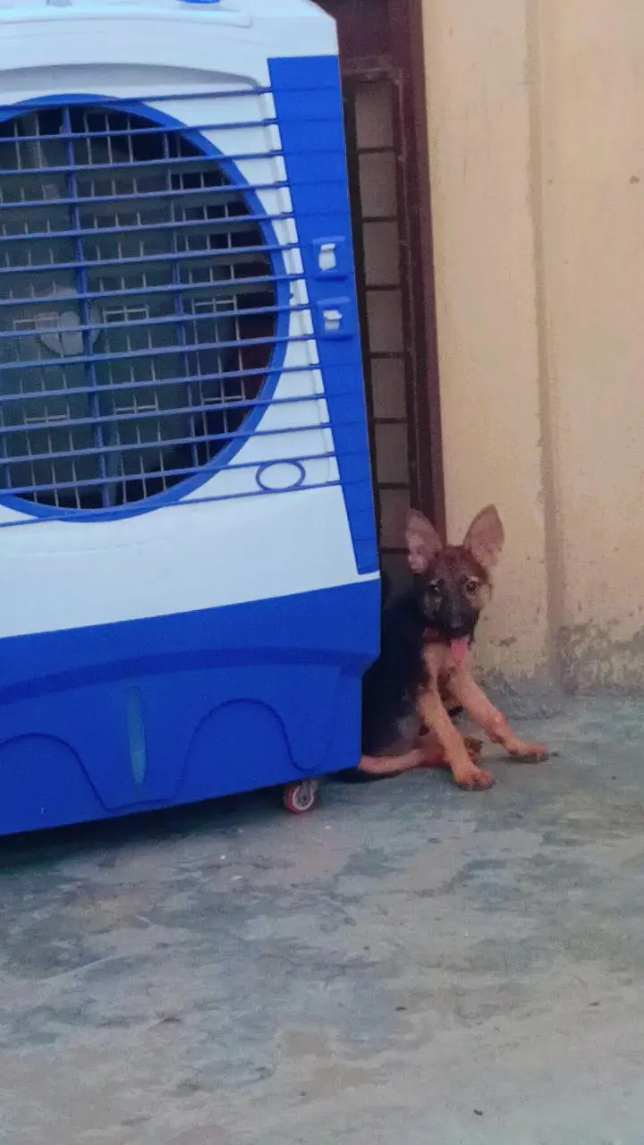 German shepherd urgent Sale — photo 5