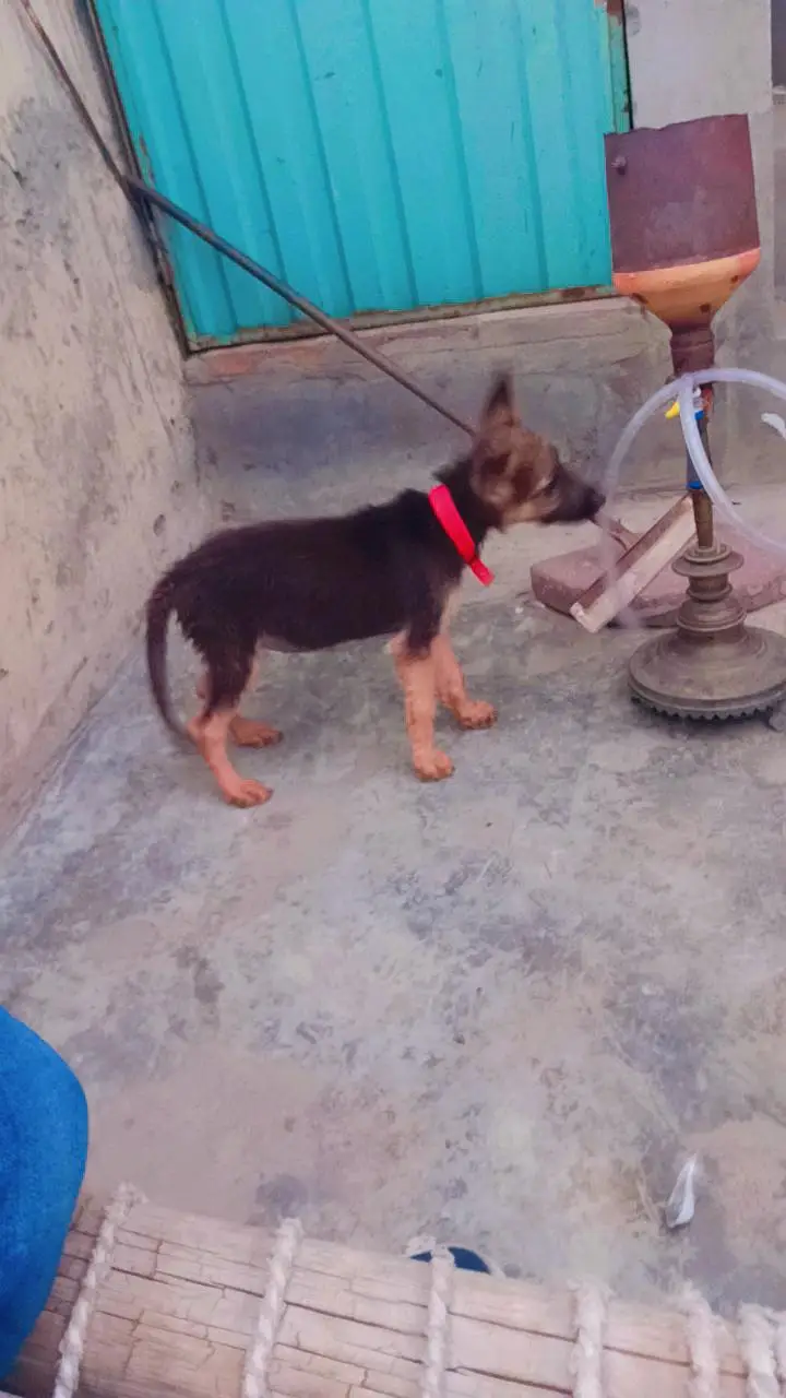 German shepherd urgent Sale — photo 6