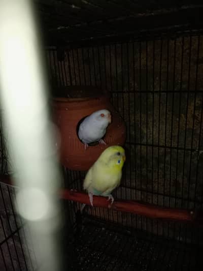 Australian parrot pair for sale