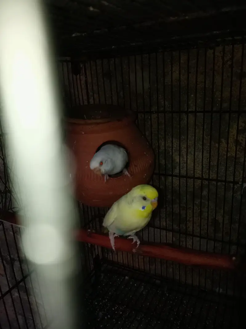Australian parrot pair for sale — photo 2