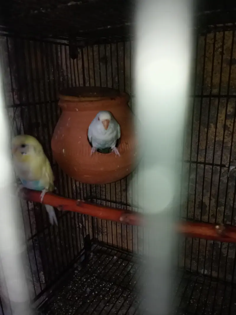 Australian parrot pair for sale — photo 3