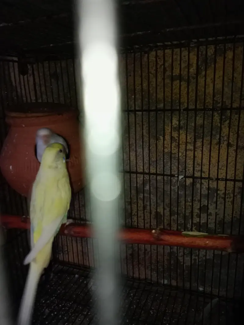 Australian parrot pair for sale — photo 4
