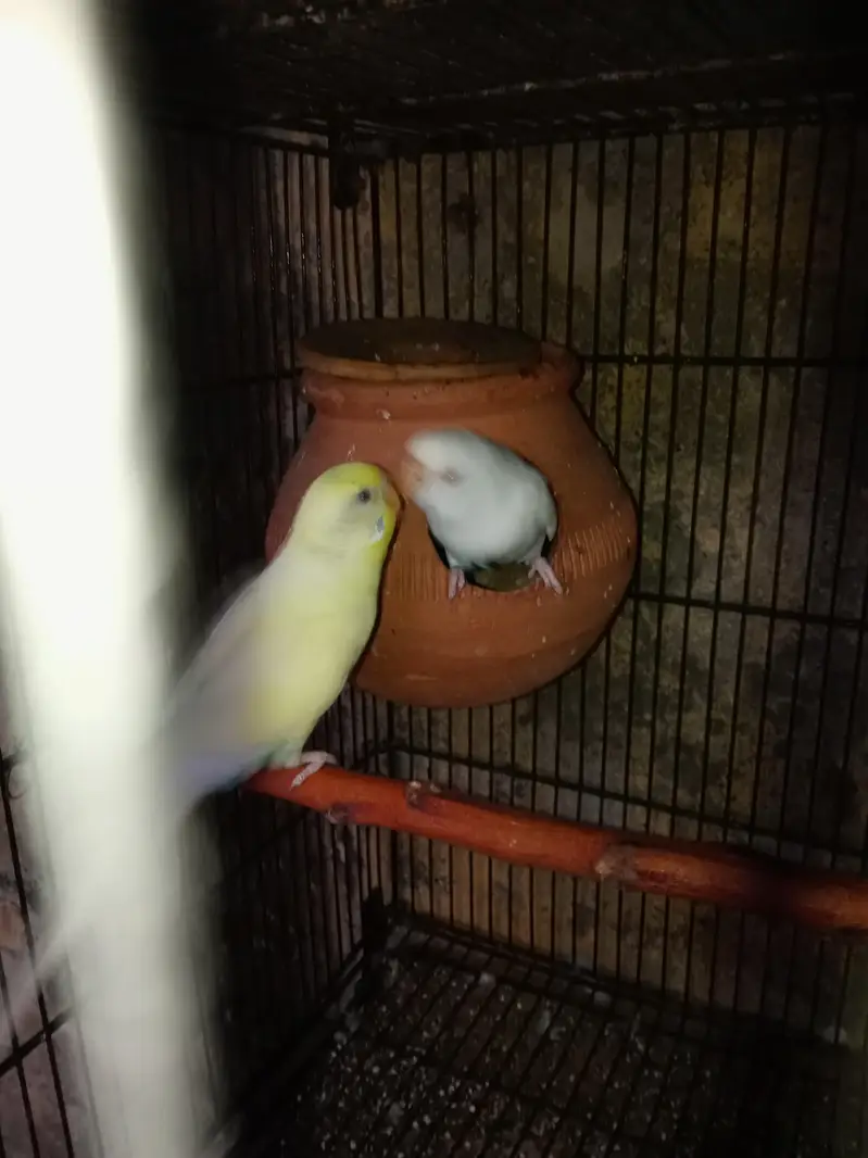 Australian parrot pair for sale — photo 5