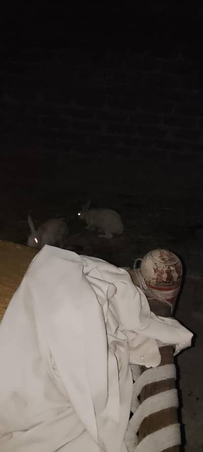 8 Rabbit for sell