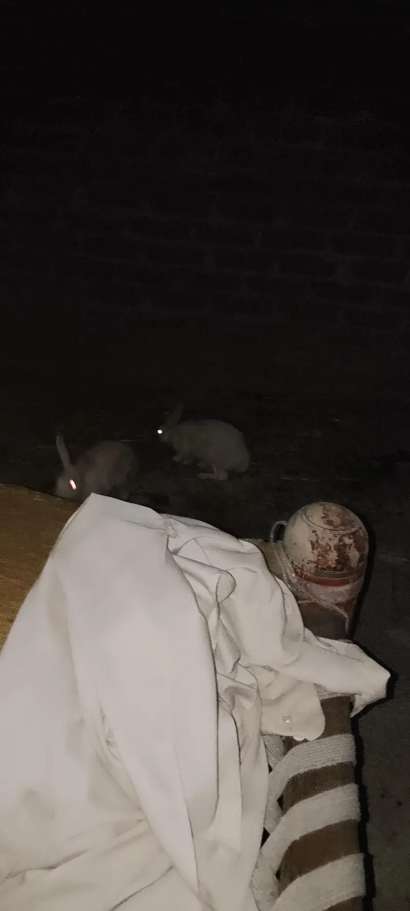 8 Rabbit for sell