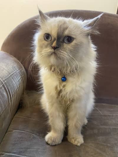 Persian female cat for sale