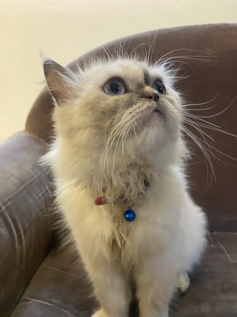 Persian female cat for sale — photo 2