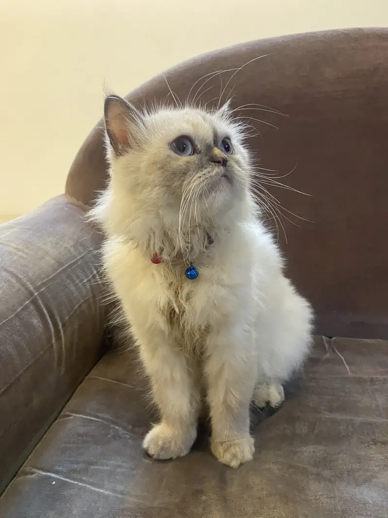 Persian female cat for sale — photo 3
