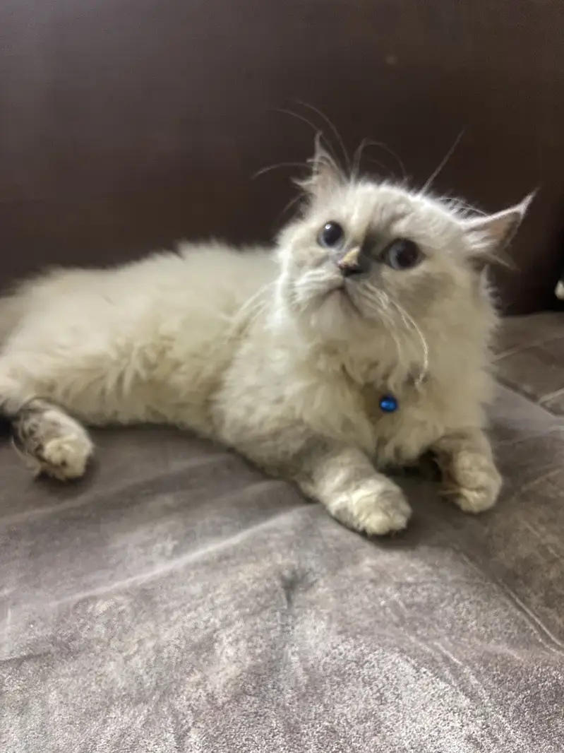 Persian female cat for sale — photo 4