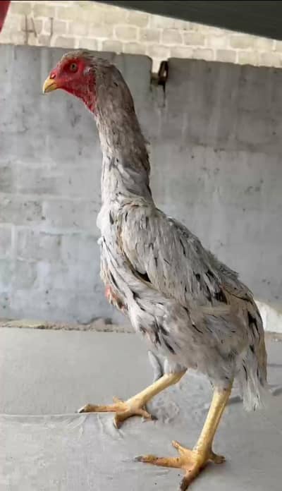 shamo female final price 15hazar cont. 03462018510