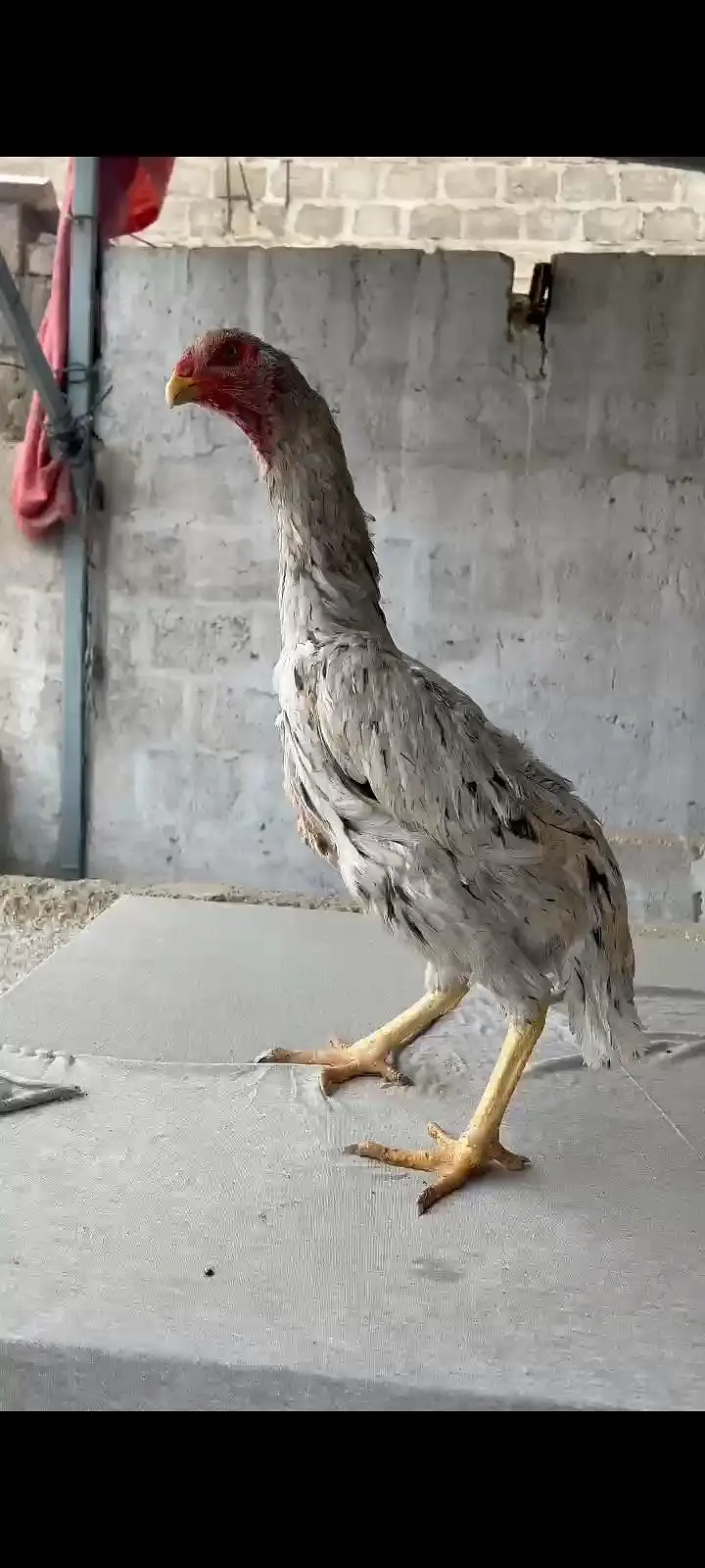 shamo female final price 15hazar cont. 03462018510 — photo 2