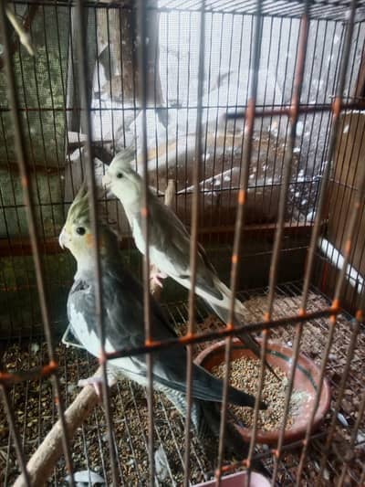 Grey Cocktail Healthy, Ready to Breed Pair at very reasonable price,