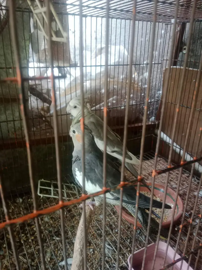 Grey Cocktail Healthy, Ready to Breed Pair at very reasonable price, — photo 2
